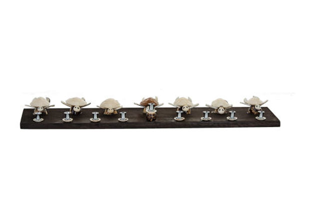 Picture of Shell Turtle Menorah
